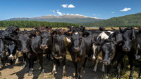 Southern Alps