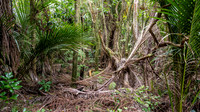 Waitakere Regional Parkland