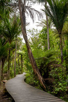 Boardwalk in Waitakere Regional Parkland