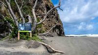 Piha Beach - penguin colony notification