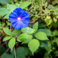 Wild growing 'Blue Morning Glory' flower