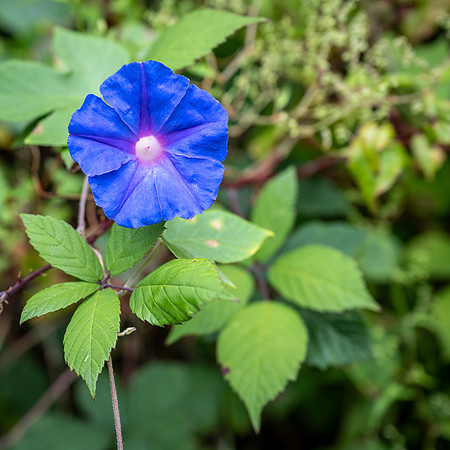 Wild growing 'Blue Morning Glory' flower