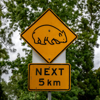 Wombats - next 5km