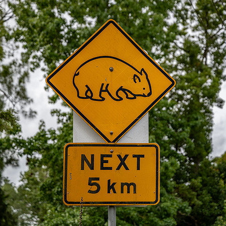 Wombats - next 5km