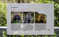 Three of Australia's iconic species