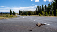Roadkill
