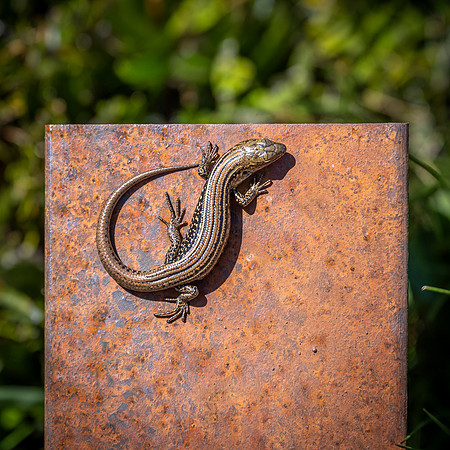 Striped skink