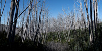 Fire damaged trees