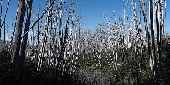 Fire damaged trees