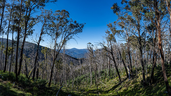 Mt Kosciuszko National Park with fire damaged trees