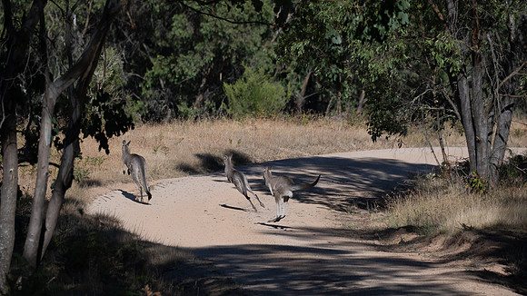 Wild kangaroos