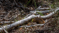 An Echidna hiding in the woodland