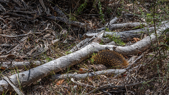 An Echidna hiding in the woodland