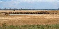 Sheep refreshment near Dutson