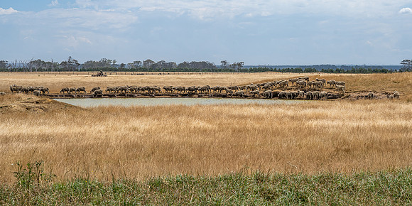 Sheep refreshment near Dutson