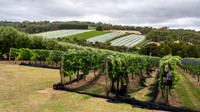 Montalto Vineyard