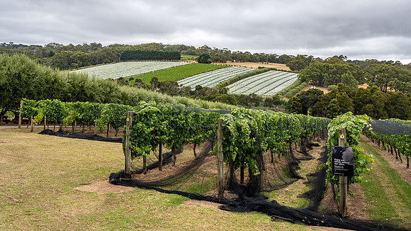 Montalto Vineyard