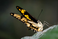 King Swallowtail