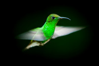 Hummingbird - 1
