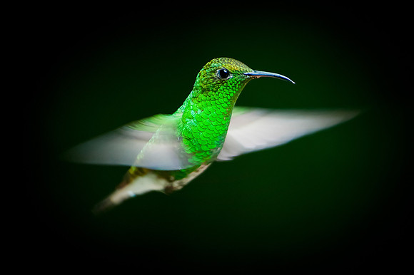 Hummingbird - 1