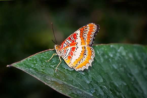 Malay Lacewing