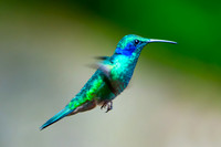 Hummingbird - 6