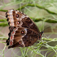 Blue Morpho - 2