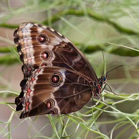 Blue Morpho - 2