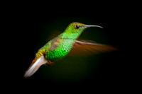 Hummingbird - 2