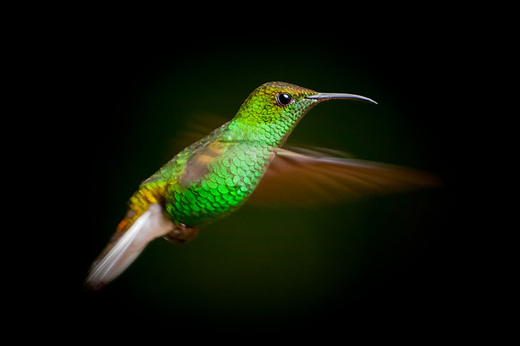 Hummingbird - 2