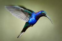 Hummingbird - 3