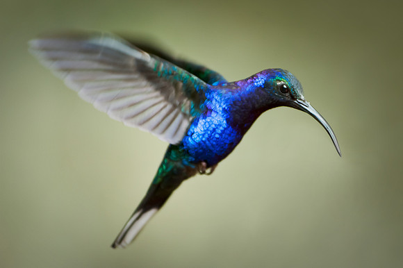 Hummingbird - 3