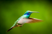 Hummingbird - 4