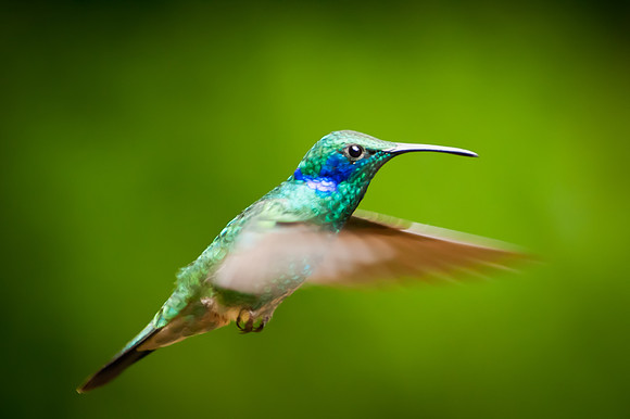 Hummingbird - 4