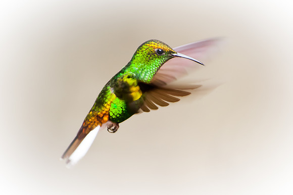 Hummingbird - 5
