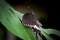 Common Mormon