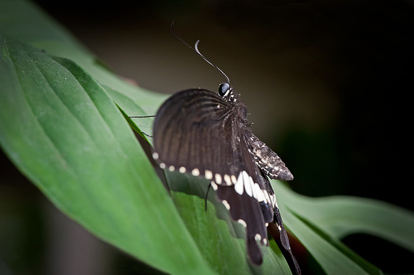 Common Mormon