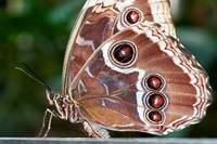 Blue Morpho - 3