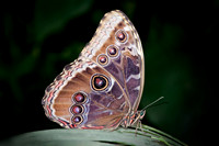 Blue Morpho - 6