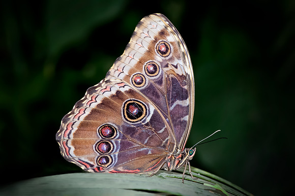 Blue Morpho - 6