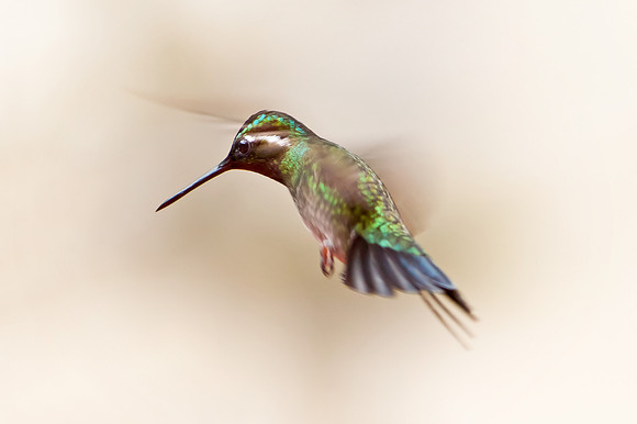 Hummingbird - 8