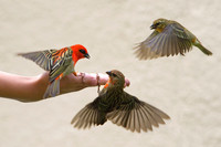 Feed the Birds