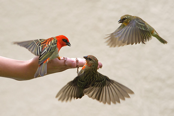 Feed the Birds