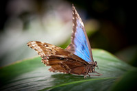 Blue Morpho - 5