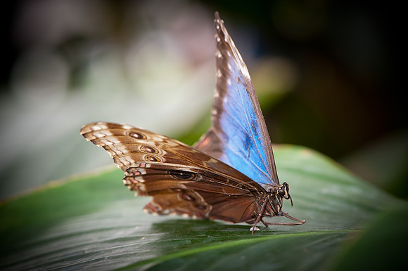 Blue Morpho - 5