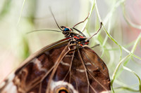 Blue Morpho - 1