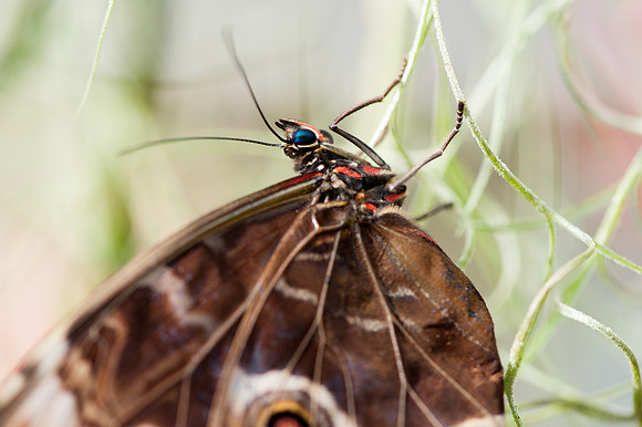 Blue Morpho - 1