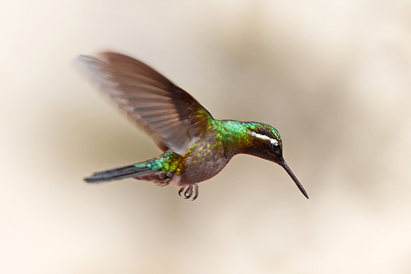 Hummingbird - 7