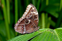 Blue Morpho - 4