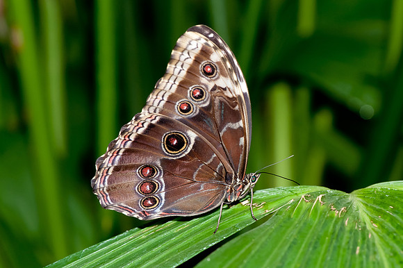 Blue Morpho - 4